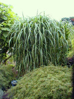 Bild in Galerie laden, Riesenchinaschilf - Miscanthus japonicum Giganteus | Gräserwelten Bambus & Gräser