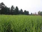 Bild in Galerie laden, Chinaschilf - Miscanthus sinensis Zebrinus - Ansicht 5