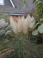 Bild in Galerie laden, Pampasgras - Cortaderia selloana Pumila | Gräserwelten Bambus & Gräser