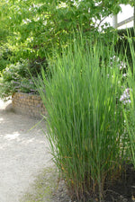 Bild in Galerie laden, Rutenhirse - Panicum virgatum Northwind | Gräserwelten Bambus & Gräser