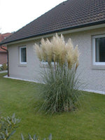 Bild in Galerie laden, Pampasgras - Cortaderia selloana Pumila - weitere Ansicht