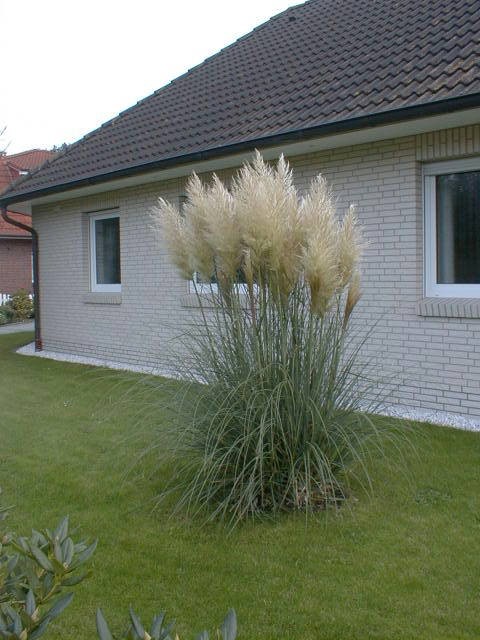 Pampasgras kaufen – Cortaderia selloana Pumila – Gräserwelten