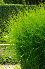 Bild in Galerie laden, Chinaschilf - Miscanthus sinensis Gracillimus - Gräserwelten