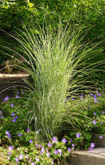 Bild in Galerie laden, Chinaschilf - Miscanthus sinensis Morning Light - Gräserwelten