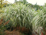 Bild in Galerie laden, Chinaschilf - Miscanthus sinensis Variegatus - Gräserwelten