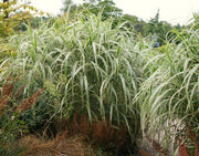 Chinaschilf - Miscanthus sinensis Variegatus - Gräserwelten