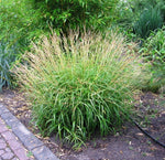 Bild in Galerie laden, Chinaschilf - Miscanthus tinctorius Nana Variegatus | Gräserwelten Bambus & Gräser