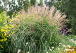 Bild in Galerie laden, Chinaschilf - Miscanthus sinensis Kleine Fontäne - Detailansicht