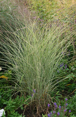 Bild in Galerie laden, Chinaschilf - Miscanthus sinensis Morning Light - Ansicht 4