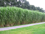 Bild in Galerie laden, Riesenchinaschilf - Miscanthus japonicum Giganteus - Gräserwelten