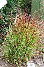 Bild in Galerie laden, Rutenhirse - Panicum vir. Hänse Herms - Gräserwelten
