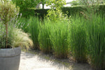 Bild in Galerie laden, Rutenhirse - Panicum virgatum Northwind - Gräserwelten
