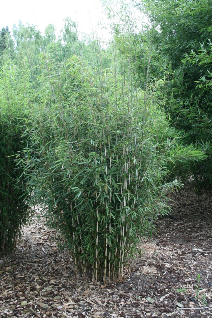 Fargesia robusta Campbell | Gräserwelten Bambus & Gräser