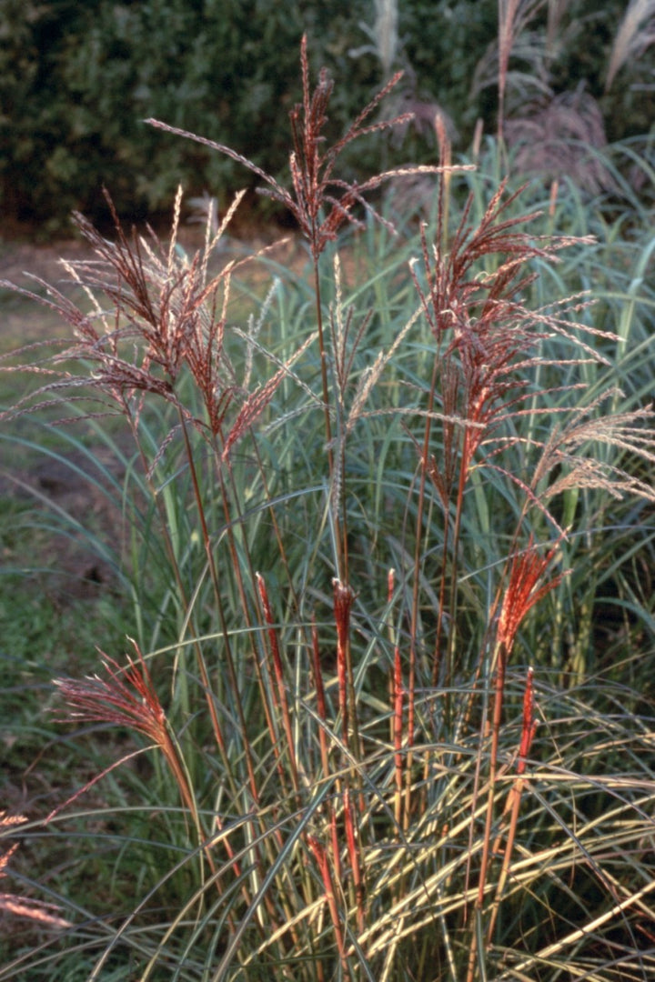 Chinaschilf - Miscanthus sinensis Ferner Osten - Ansicht 4