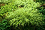 Bild in Galerie laden, Goldbandgras - Hakonechloa mac. Aureola - Ansicht 4
