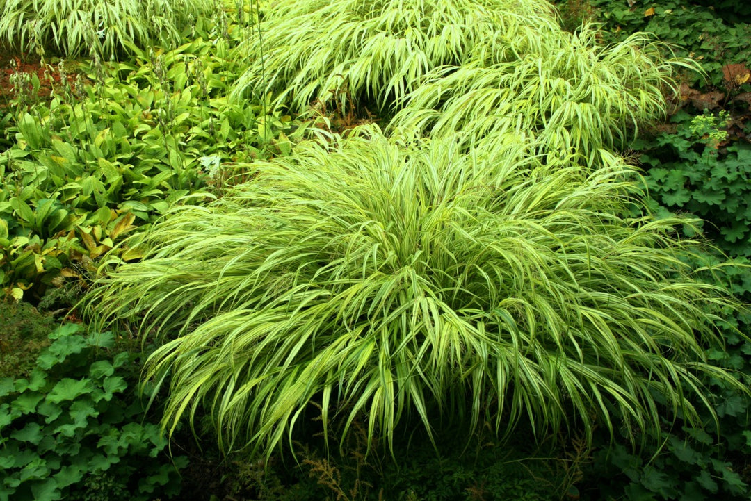 Goldbandgras - Hakonechloa mac. Aureola - Ansicht 4
