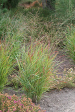 Bild in Galerie laden, Rutenhirse - Panicum vir. Rehbraun | Gräserwelten Bambus &amp; Gräser