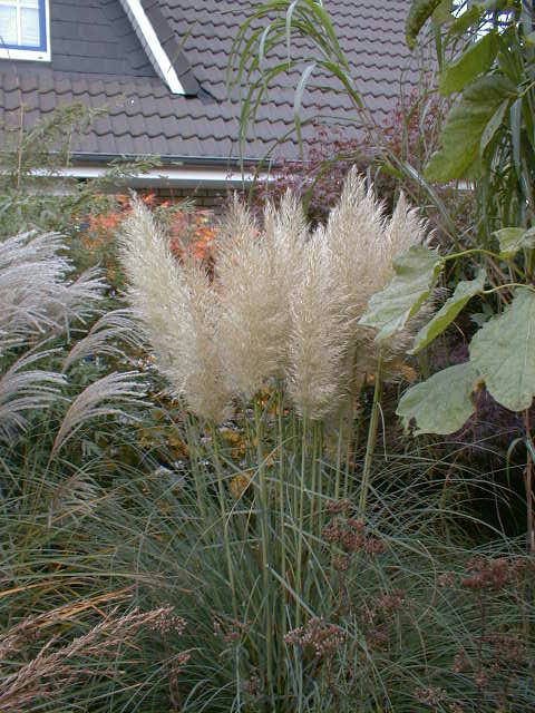 Pampasgras - Cortaderia selloana Pumila | Gräserwelten Bambus & Gräser