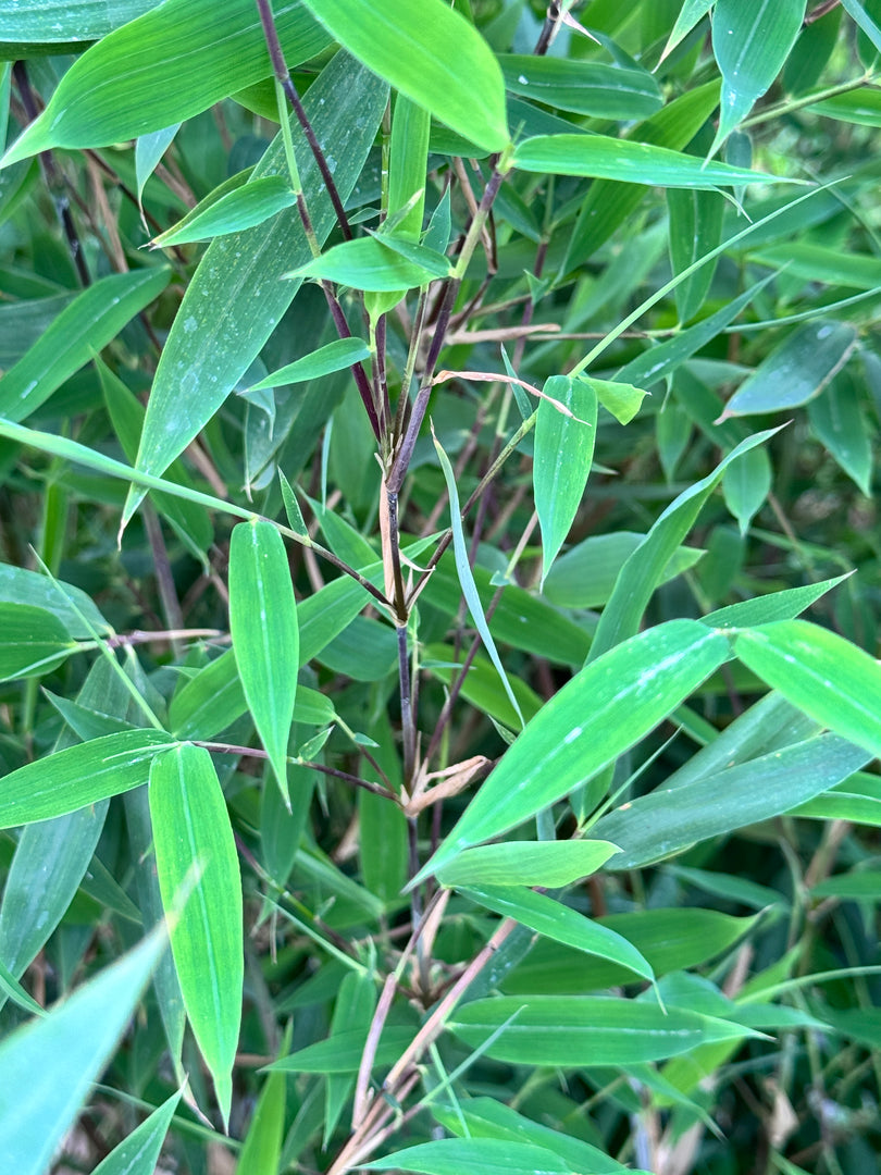 Fargesia Green Sentinel