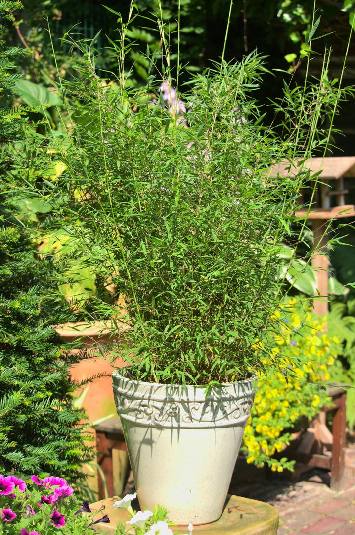 Fargesia jiuzhaigou Honey Guide | Gräserwelten Bambus & Gräser