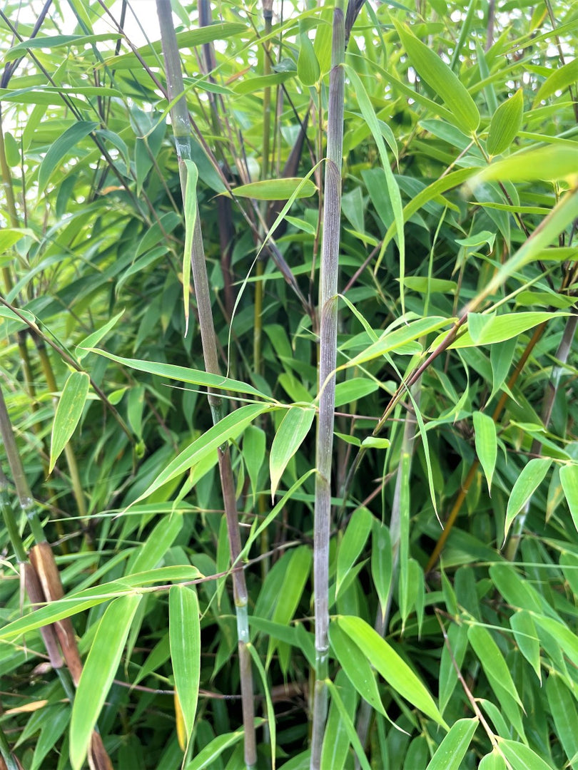 Fargesia Violett Woods | Gräserwelten Bambus & Gräser