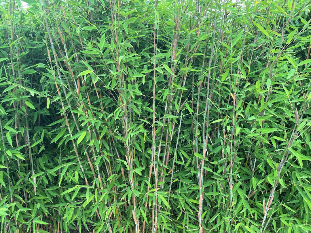 Fargesia Violett Woods - Detailansicht