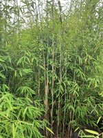 Bild in Galerie laden, Fargesia Violett Woods - Ansicht 4