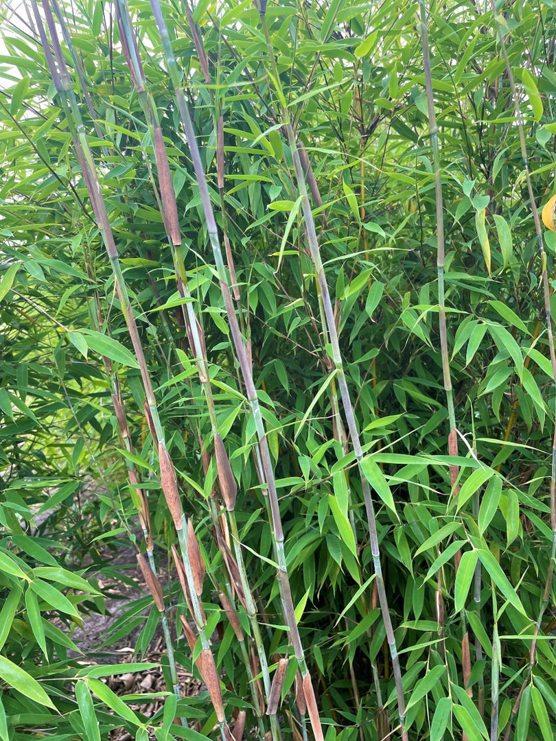 Fargesia Violett Woods - weitere Ansicht