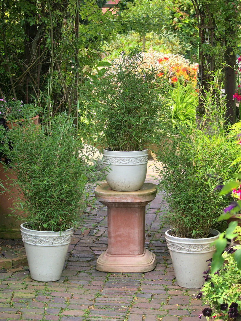 Fargesia jiuzhaigou Honey Guide - Detailansicht