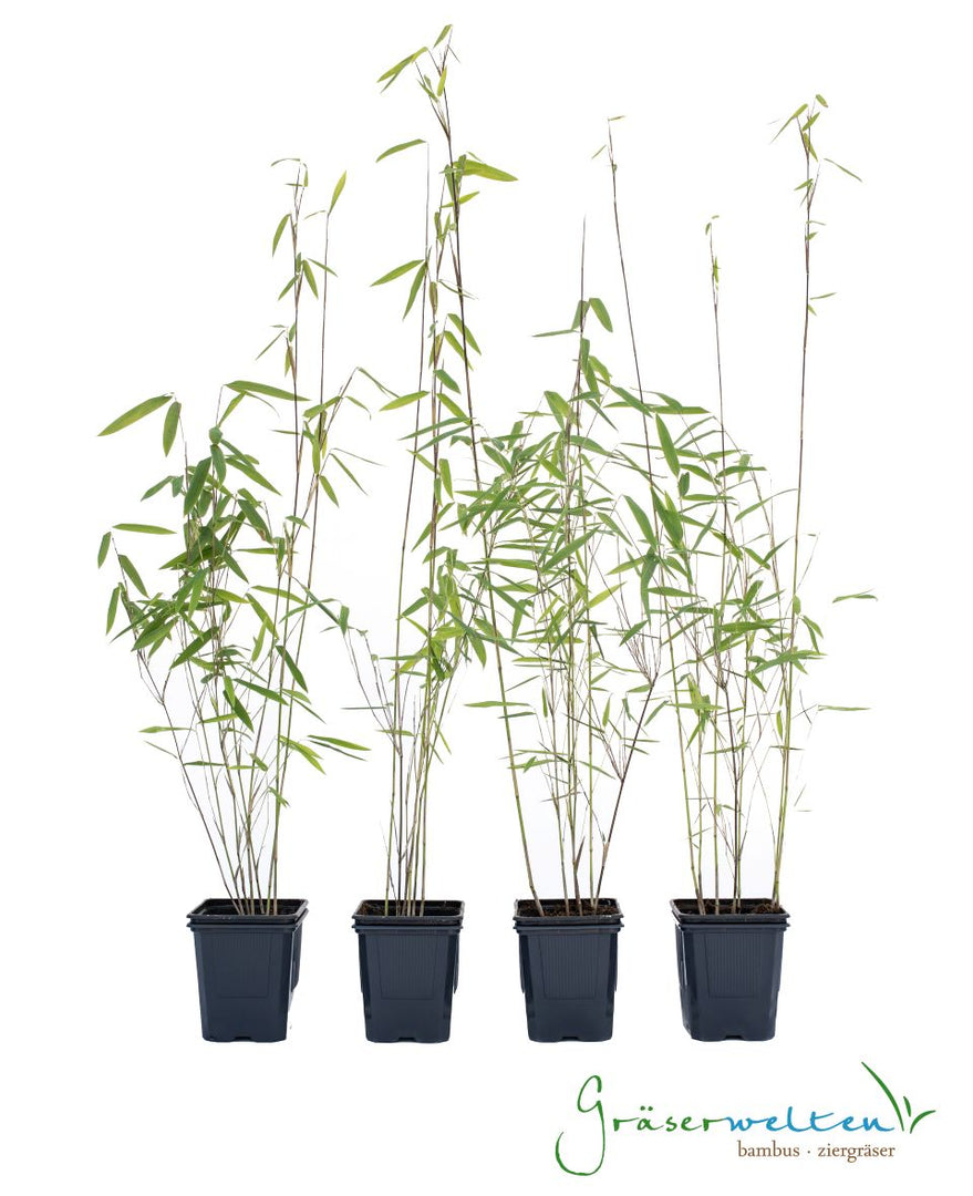 Fargesia nitida Black Pearl