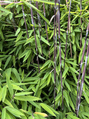 Fargesia nitida Black Pearl - Ansicht 7
