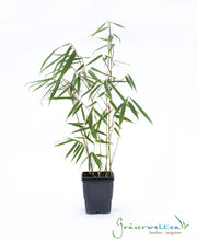 Fargesia robusta Campbell | Gräserwelten Bambus & Gräser