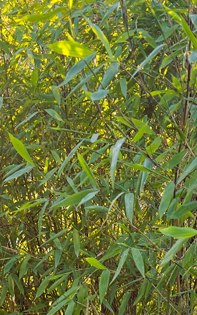 Fargesia nitida Viking