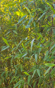 Fargesia nitida Viking