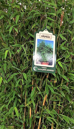 Bild in Galerie laden, Fargesia Malachite Monkeys - Detailansicht