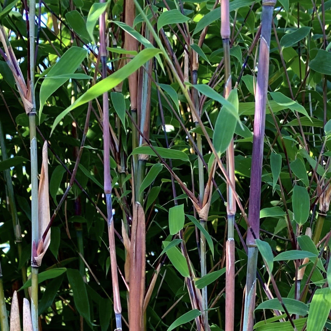 Fargesia Violett Woods - Ansicht 5