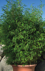 Bild in Galerie laden, Fargesia Malachite Monkeys | Gräserwelten Bambus &amp; Gräser