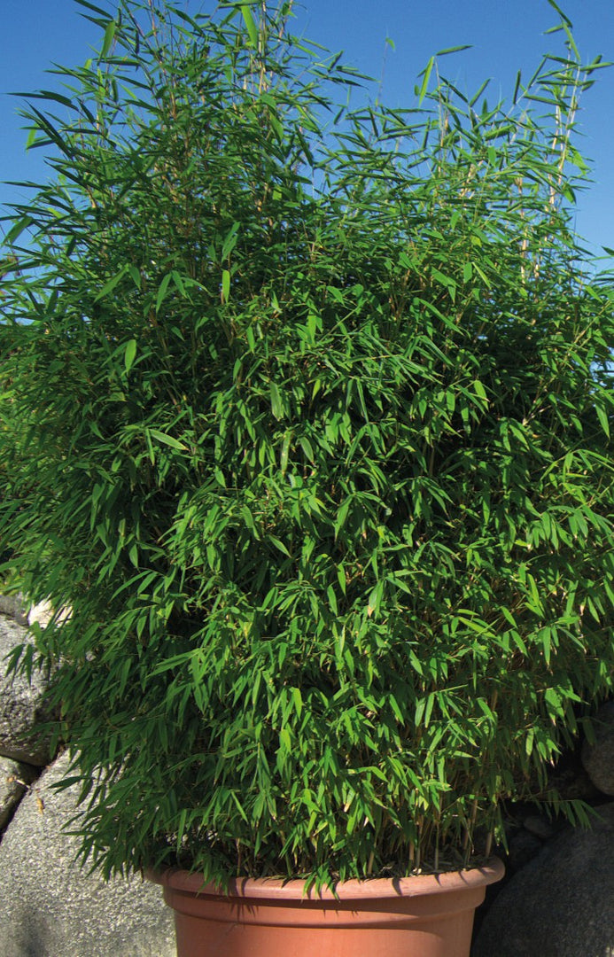 Fargesia Malachite Monkeys | Gräserwelten Bambus & Gräser