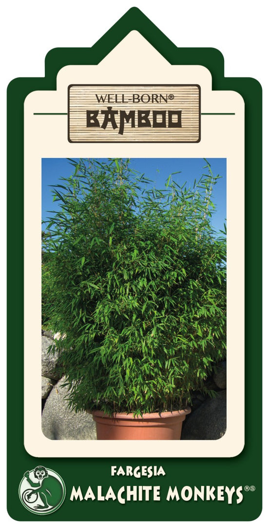 Fargesia Malachite Monkeys - weitere Ansicht