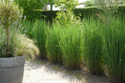 Rutenhirse - Panicum virgatum Northwind - Detailansicht