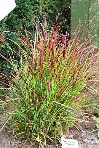 Rutenhirse - Panicum vir. Hänse Herms | Gräserwelten Bambus & Gräser