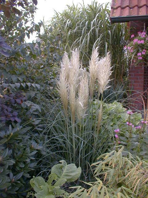 Pampasgras - Cortaderia selloana Pumila - Detailansicht