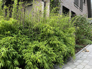 Fargesia nitida Black Pearl - Ansicht 9