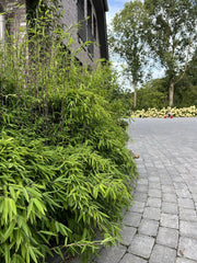 Fargesia nitida Black Pearl - Ansicht 8