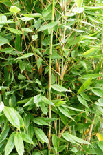 Bild in Galerie laden, Fargesia Blue Lizard - Detailansicht