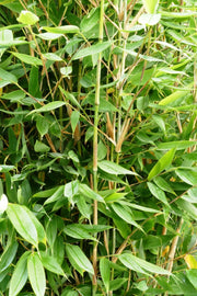 Fargesia Blue Lizard - Detailansicht