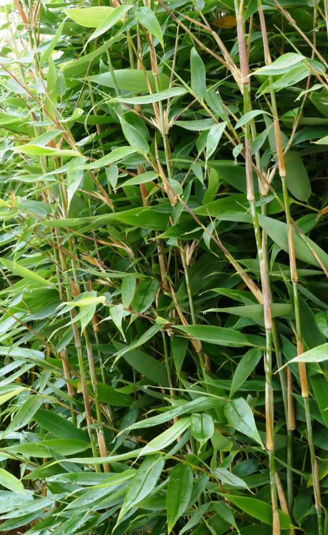 Fargesia Blue Lizard | Gräserwelten Bambus & Gräser