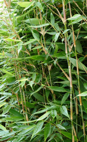 Fargesia Blue Lizard | Gräserwelten Bambus & Gräser