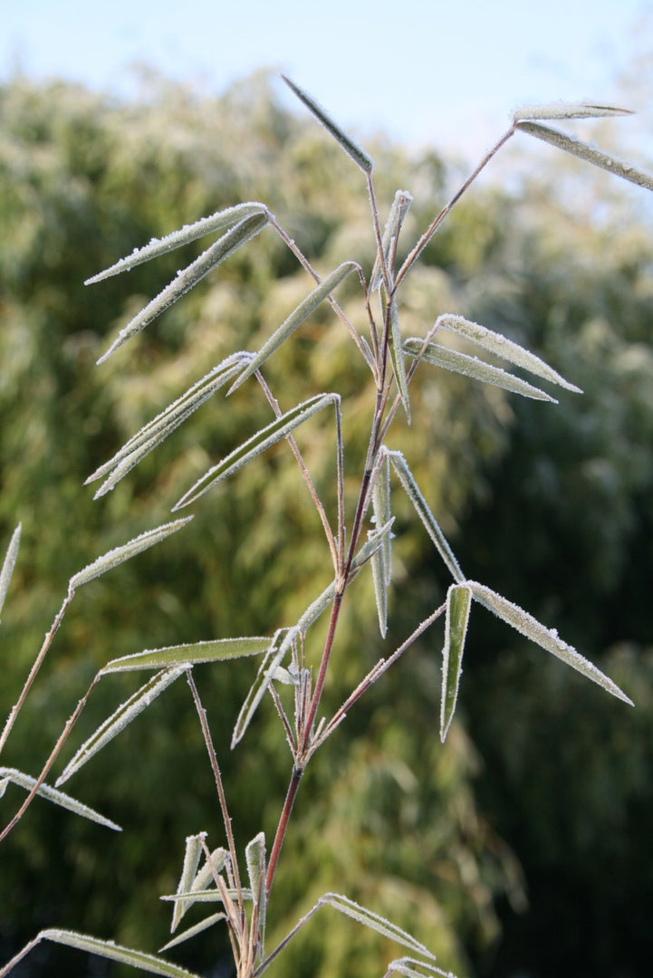 Fargesia jiuzhaigou 1 - Detailansicht