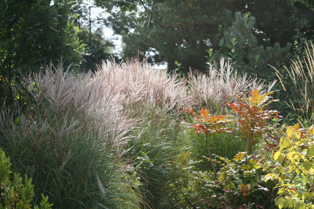 Chinaschilf - Miscanthus sinensis Ferner Osten - weitere Ansicht